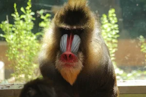 Monkeys image