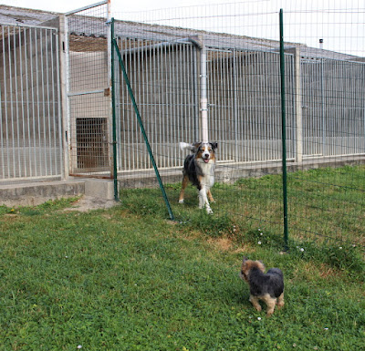 Pension Canine et Féline de Loudenka à Saint-Pont