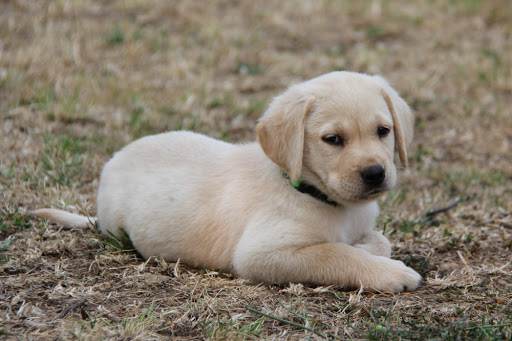 Udonstar Labradors Alberta