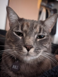 VCA West Seattle Veterinary Hospital - Photo 9 - Car repair in Seattle, WA, Kent