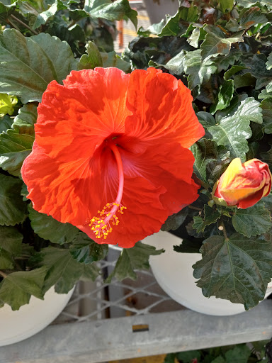 Home Improvement Store «The Home Depot», reviews and photos, 1524 E Brandon Blvd, Brandon, FL 33511, USA