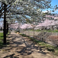 善福寺川緑地カリン広場