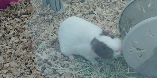 Pet Supply Store «Pet Supplies Plus», reviews and photos, 500 S St W, Raynham, MA 02767, USA