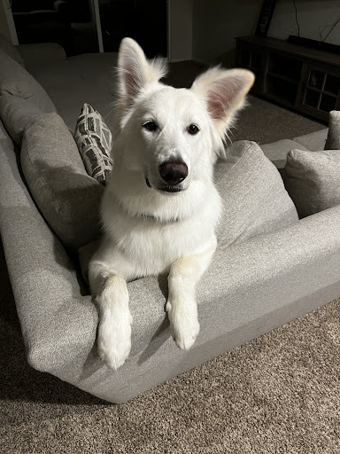 Pet Supply Store «PetSmart», reviews and photos, 1561 N Dysart Rd, Avondale, AZ 85323, USA