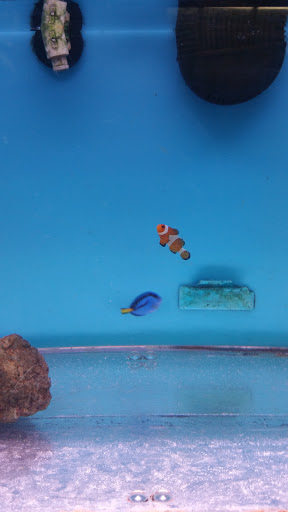 Pet Supply Store «Pet Fun At Harden Ranch Plz», reviews and photos, 1780 N Main St, Salinas, CA 93906, USA