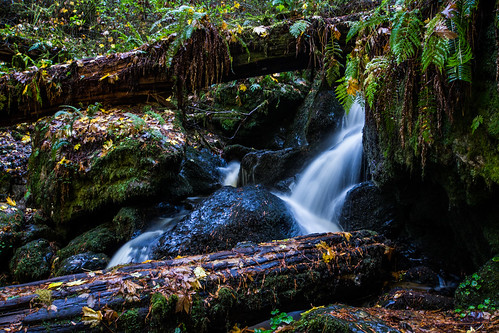 National Park «Redwood National and State Parks», reviews and photos