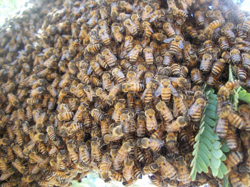 Abello Bees - Bee Removal Phoenix