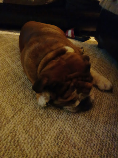 Blytheville Animal Hospital image