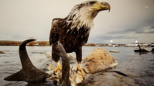 Natural History Museum «Yale Peabody Museum of Natural History», reviews and photos, 170 Whitney Ave, New Haven, CT 06511, USA