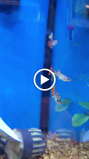 Pet Supply Store «Petco Animal Supplies», reviews and photos, 859 Kings Creek Dr, Tupelo, MS 38804, USA