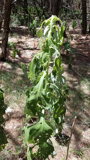 Nature Preserve «Stillhouse Hollow Nature Preserve», reviews and photos, 7810 Sterling Dr, Austin, TX 78759, USA