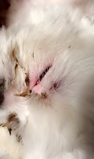 Pet Store «Oak Clips Pet Boutique & Grooming», reviews and photos, 502 N Edgefield Ave, Dallas, TX 75208, USA