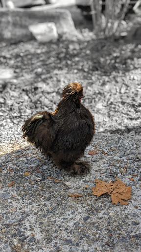 Gift Shop «The Wrinkled Egg», reviews and photos, 2710 NC-225, Flat Rock, NC 28731, USA