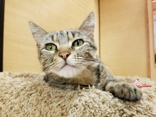 Pet Supply Store «PetSmart», reviews and photos, 1203 N Landing Way, Renton, WA 98057, USA