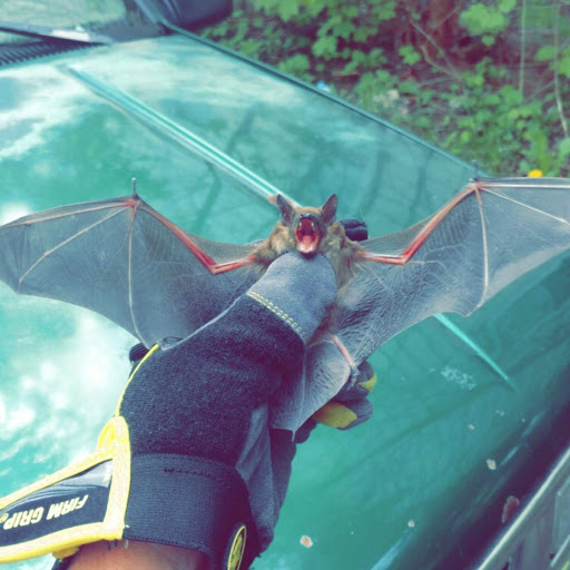 Drivin' Me Batty Bat Removal LLC
