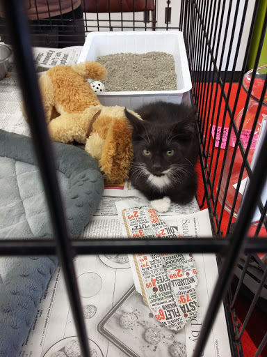 Petco Animal Supplies, 1007 Ten Rod Rd, North Kingstown, RI 02852, USA, 