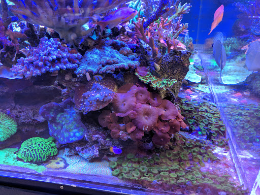 Pet Store «Creative Aquariums of Tampa», reviews and photos, 150 S Dale Mabry Hwy, Tampa, FL 33609, USA