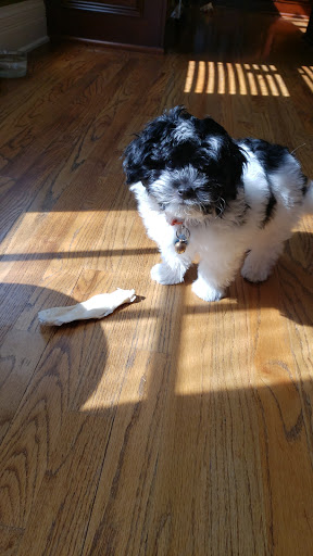 Pet Supply Store «Rucker Pet & Wild Bird», reviews and photos, 4335 Bethelview Rd, Cumming, GA 30040, USA