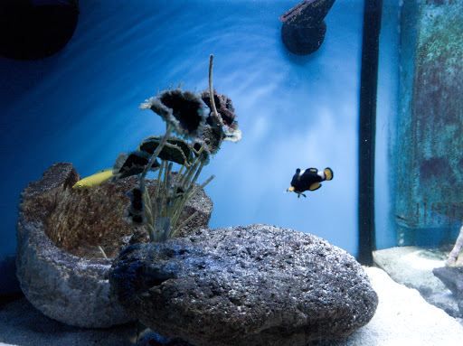 Tropical Fish Store «Something Fishy», reviews and photos, 954 S Wayne Rd, Westland, MI 48186, USA