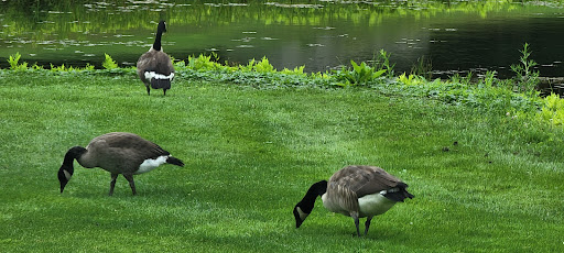 Golf Club «West Bolton Golf Club», reviews and photos, 3324 Nashville Rd, Jericho, VT 05465, USA