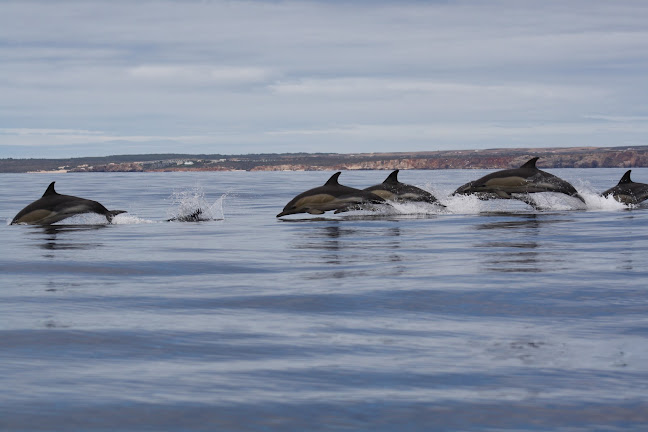 Comentários e avaliações sobre o Dolphin Seafaris