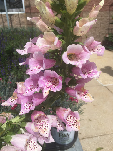 Home Improvement Store «The Home Depot», reviews and photos, 13929 Manchester Rd, Ballwin, MO 63011, USA