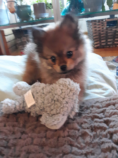 Pet Supply Store «Bone-A-Patreat», reviews and photos, 4110 University Ave, Des Moines, IA 50311, USA