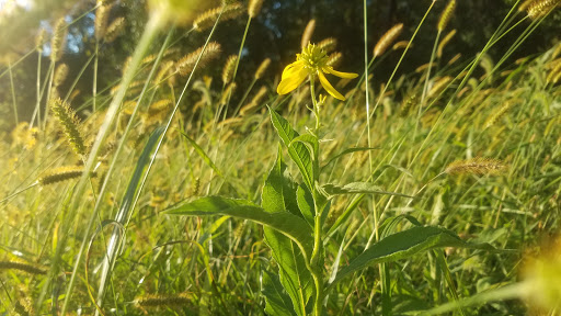 Nature Preserve «Sauk Trail Woods», reviews and photos, 3028 Forest Preserve Dr, Chicago Heights, IL 60411, USA