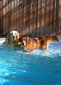 Dioji K-9 Resort & Athletic Club - Photo 4 - Car repair in Santa Barbara, CA, Santa Barbara