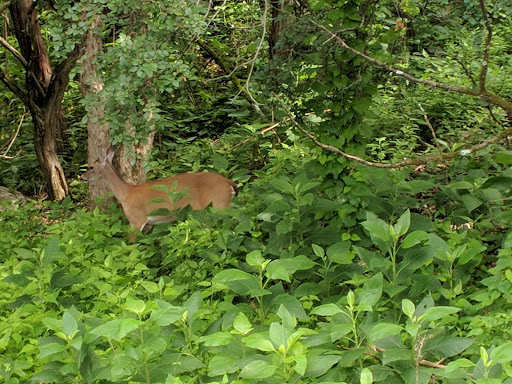 Nature Preserve «Stillhouse Hollow Nature Preserve», reviews and photos, 7810 Sterling Dr, Austin, TX 78759, USA