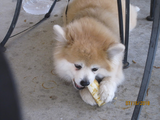 Gift Shop «Nautical Dog LLC», reviews and photos, 5104 Main St, Williamsburg, VA 23188, USA