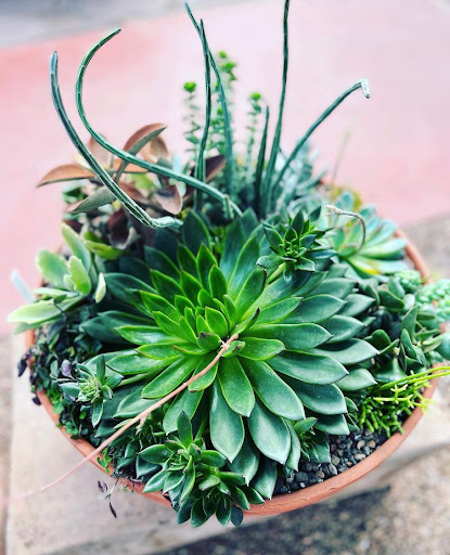 Plant Nursery «Sturtz & Copeland Florist & Greenhouses», reviews and photos, 2851 Valmont Rd, Boulder, CO 80301, USA