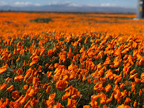Dr. Steve D. Heffelfinger, DC Antelope Valley Chiropractic Group - Photo 8 - Car repair in Palmdale, CA, Lancaster