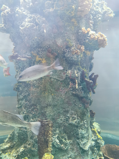 Aquarium «The River Center», reviews and photos, 805 US-1, Jupiter, FL 33477, USA