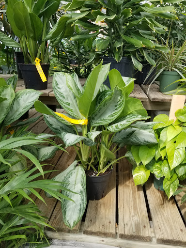 Florist «Breezewood Gardens & Gifts», reviews and photos, 17600 Chillicothe Rd, Chagrin Falls, OH 44023, USA