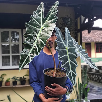 Oktafolia Plants