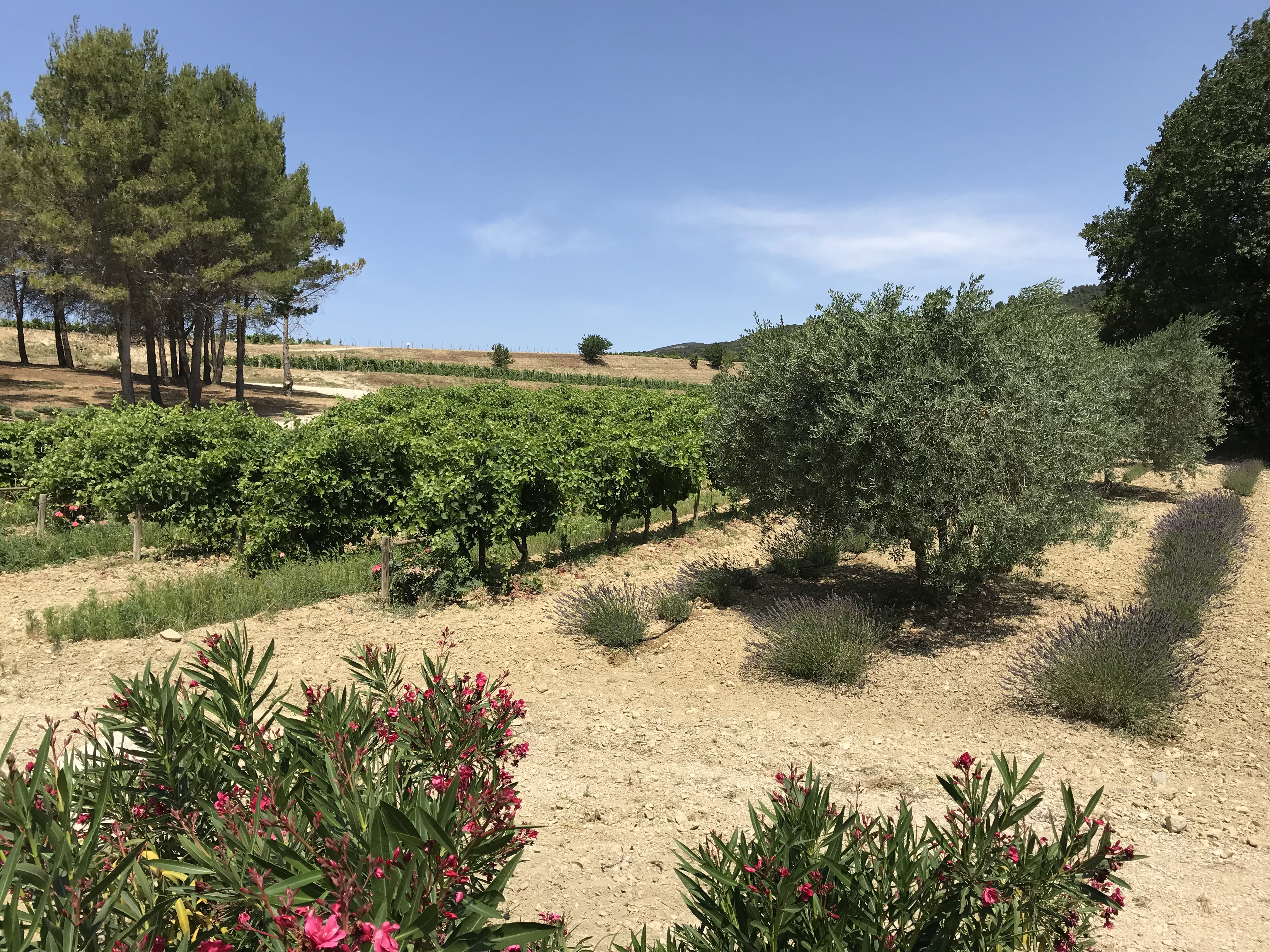 Photo n° 1 de l'avis de Matt.e fait le 18/07/2019 à 06:50