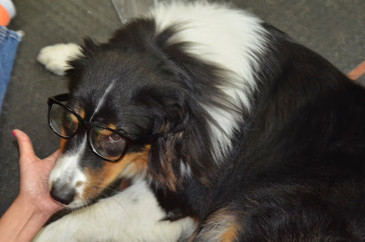 Florist «Lane Florist», reviews and photos, 6616 Snider Plaza, Dallas, TX 75205, USA