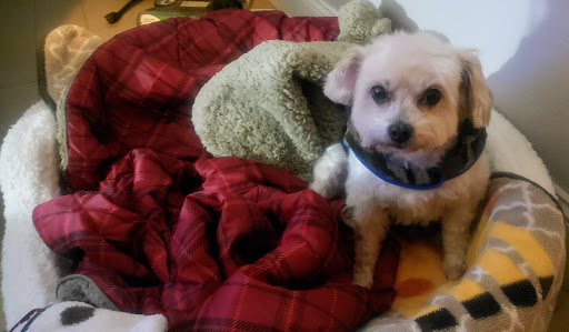 Pet Supply Store «Pet Food Express», reviews and photos, 1436 Old First St, Livermore, CA 94550, USA