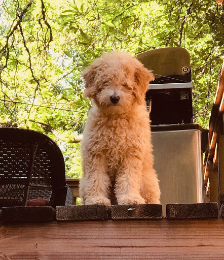 Pet Store «Perfect Pets», reviews and photos, 6840 S University Blvd #410, Centennial, CO 80122, USA