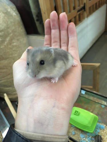 Comments and reviews of Northampton Pets