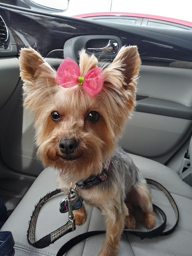 Pet Supply Store «Petco Animal Supplies», reviews and photos, 5263 Campbell Blvd, Nottingham, MD 21236, USA