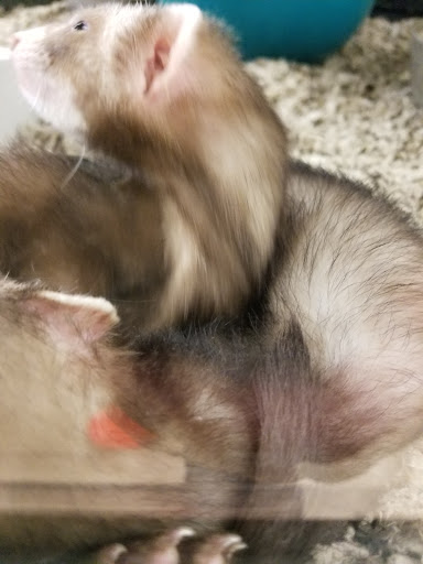 Pet Supply Store «Petco», reviews and photos, 369 S Weber Rd, Romeoville, IL 60446, USA