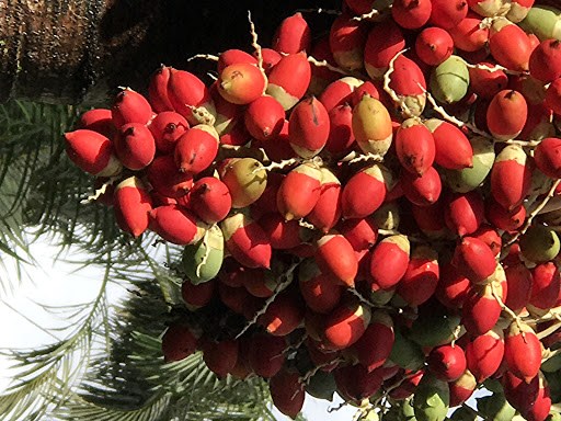 Park «Griffing Park», reviews and photos, 12220 Griffing Blvd, North Miami, FL 33161, USA