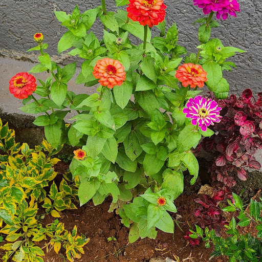 Florist «Convention Floral», reviews and photos, 5932 3rd St NW, Washington, DC 20011, USA