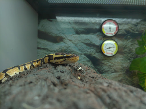 Pet Supply Store «Petco Animal Supplies», reviews and photos, 6720 Fox Centre Pkwy, Gloucester Courthouse, VA 23061, USA