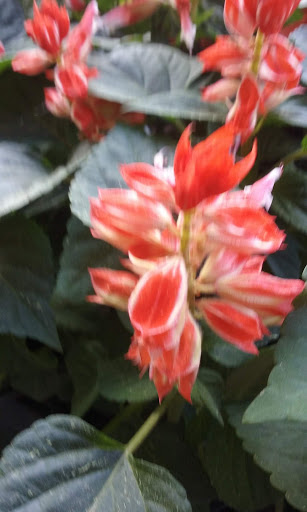 Grocery Store «Super Stop & Shop», reviews and photos, 446 Putnam Pike, Greenville, RI 02828, USA