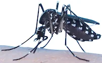 Mosquito Squad of Macon and Warner Robins - Car repair in , Macon - Rated 5.0/5