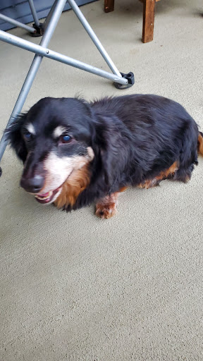 Pet Supply Store «Dog Krazy, Inc.», reviews and photos, 10681 Spotsylvania Ave, Fredericksburg, VA 22408, USA