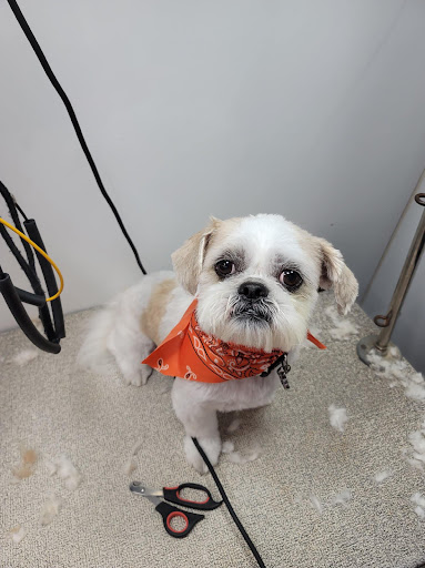 Pet Store «The Pet Set - Midtown», reviews and photos, 976 Piedmont Ave NE, Atlanta, GA 30309, USA